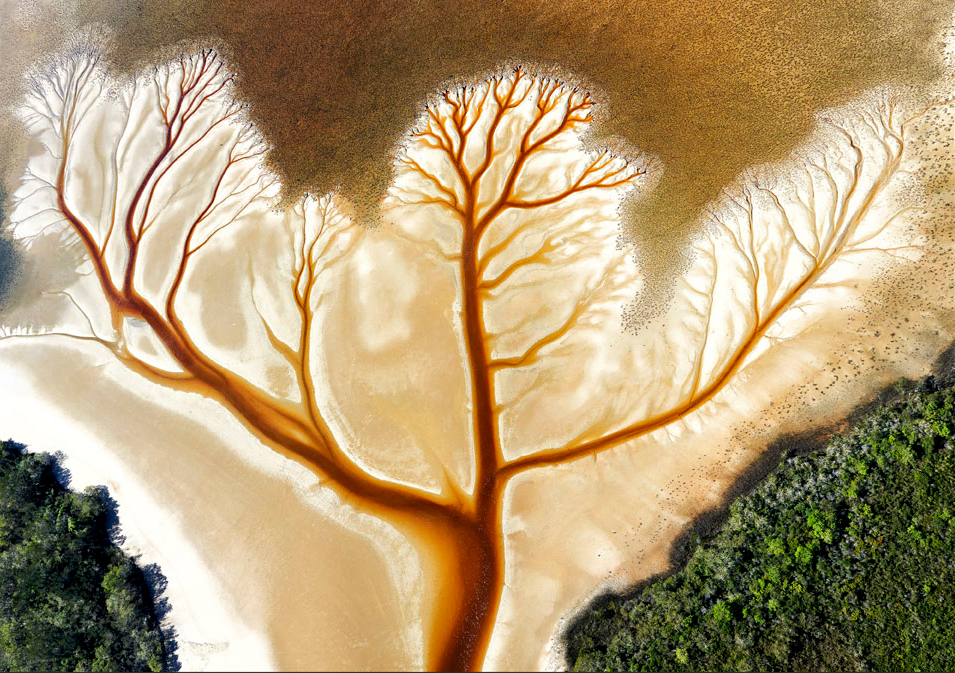 Showing intricate and beautiful dendritic patterns only visible from the air, this is a tannin stained tidal creek in Lake Cakora, northern NSW, Australia.