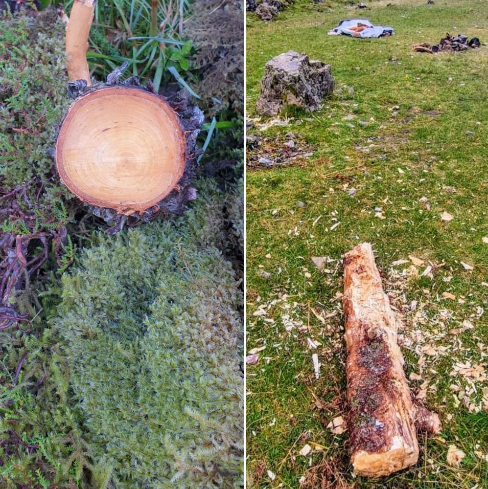 A tree stump left after the tree was sawn down and a chopped up log