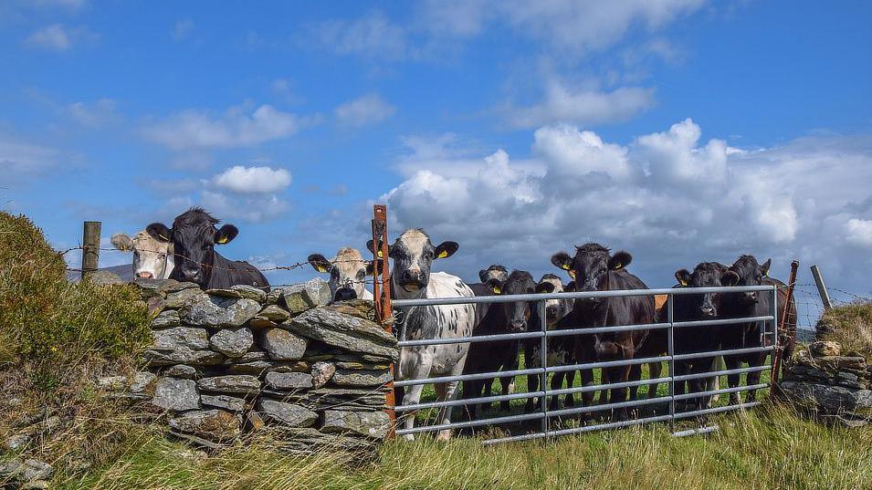 A group of black and white cows stand next to a stone wall and grey metal fence. They look at the camera. The sky is blue and has white clouds.