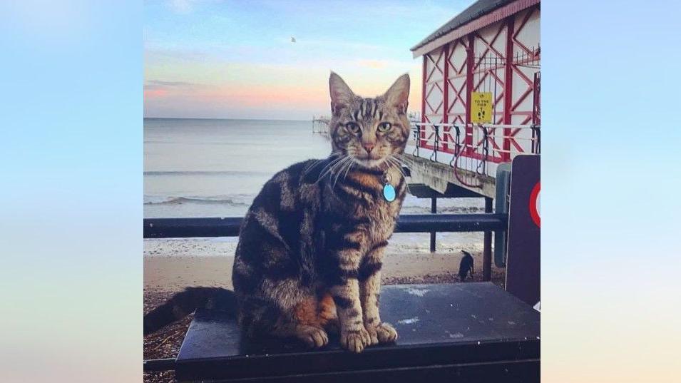 Hendrix sitting at Saltburn Pier, with the sea and the beach behind him. He has green eyes and his fur is black and beige. He wears a collar with a round pendant. 