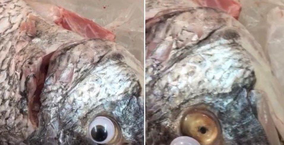 Googly-eyed fish