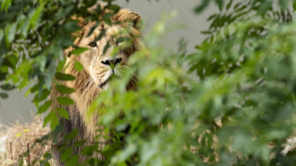 Five-year-old male Asian lion, Kushanu, in Dublin Zoo