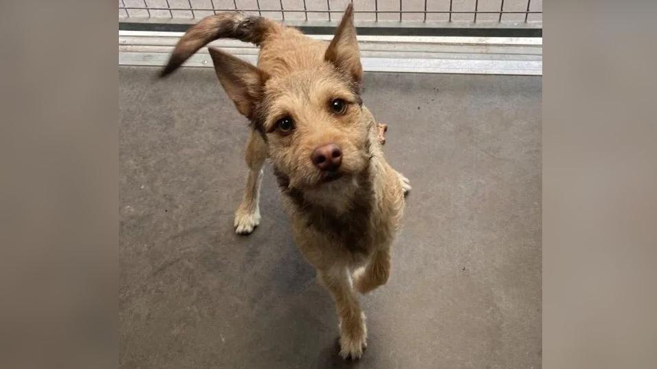 A terrier-cross dog with a light brown coat looking up at the camera.