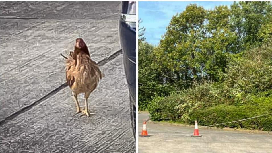 A brownish chick standing on grey pavement beside a blue car in the picture on the left. A thick bushy area beside a car park pavement with two orange and white pylons near the curb