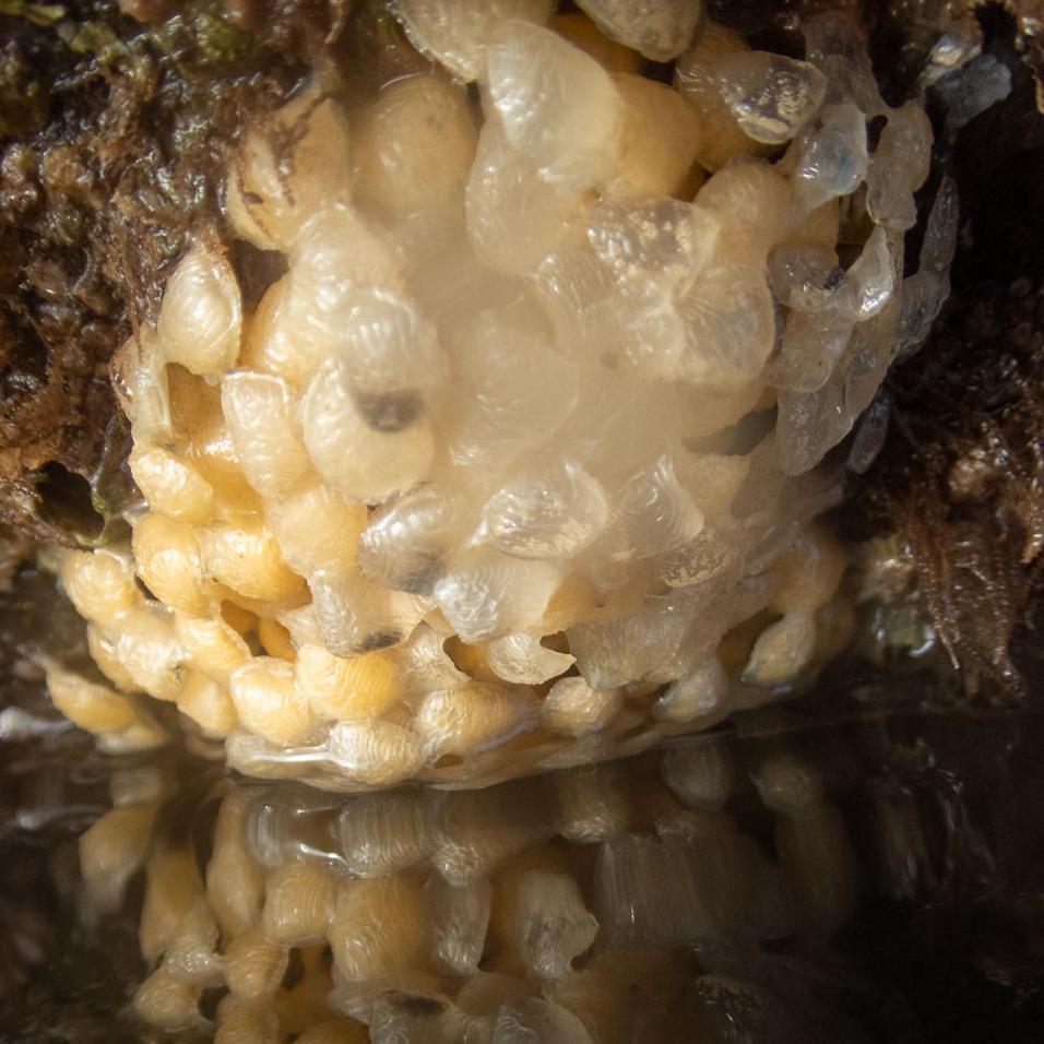 A mound of small half translucent eggs stuck to the bottom of a rock with a reflection in the water below.