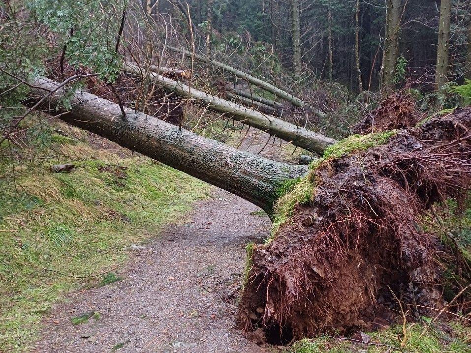 Uprooted tree lies across a path in a forest