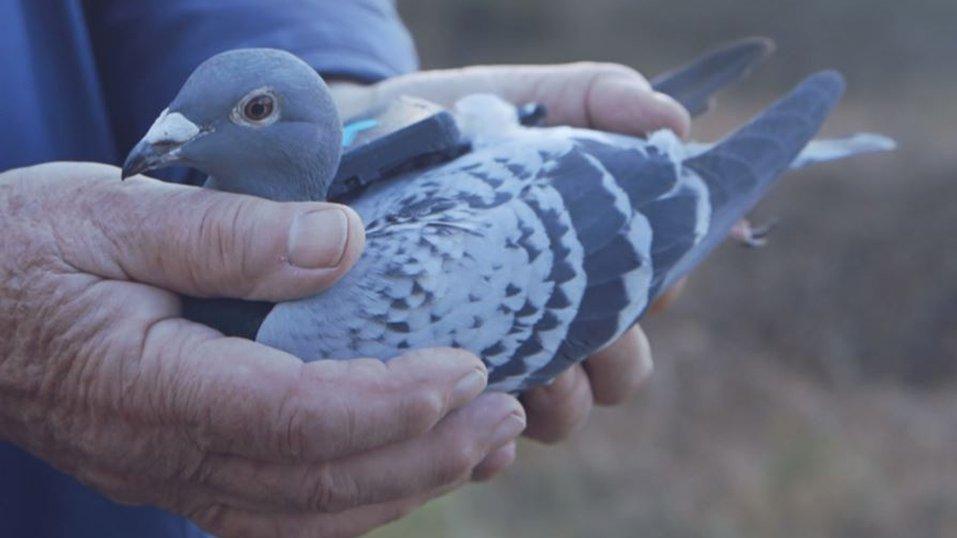 A pigeon fitted with the sensor