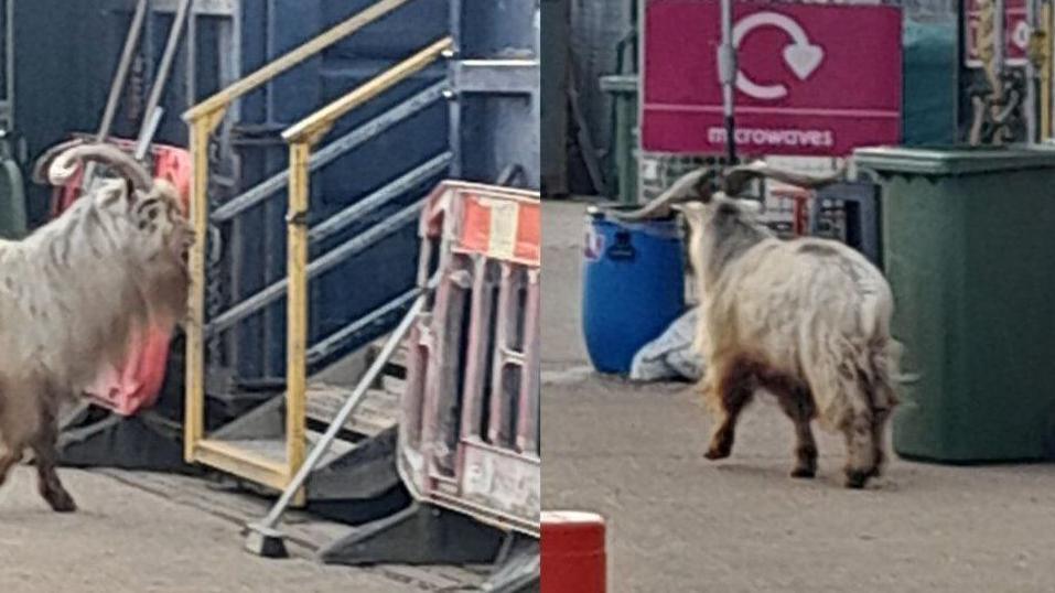 Goat at recycling centre