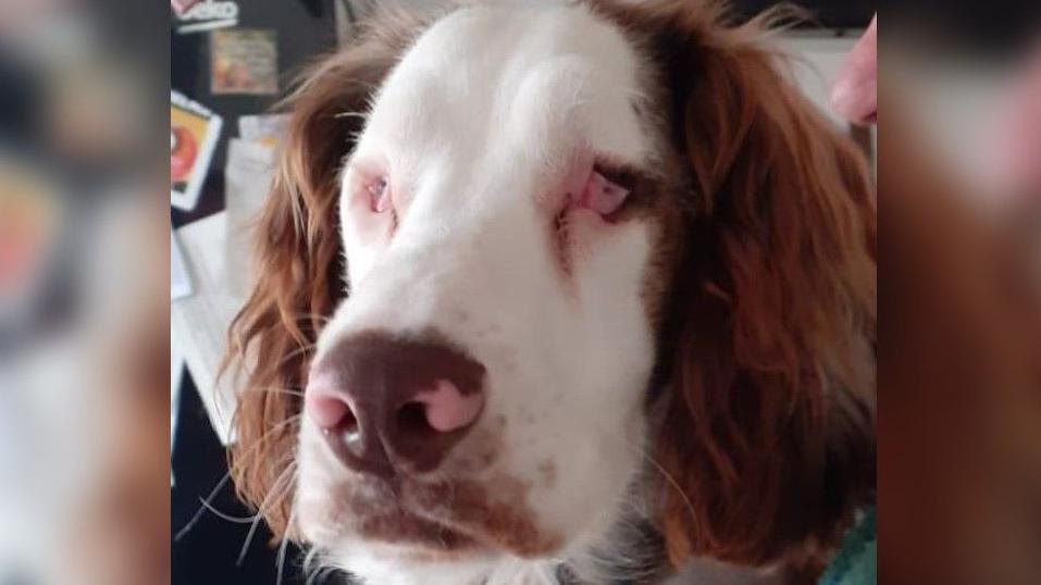 Deaf and blind springer spaniel puppy