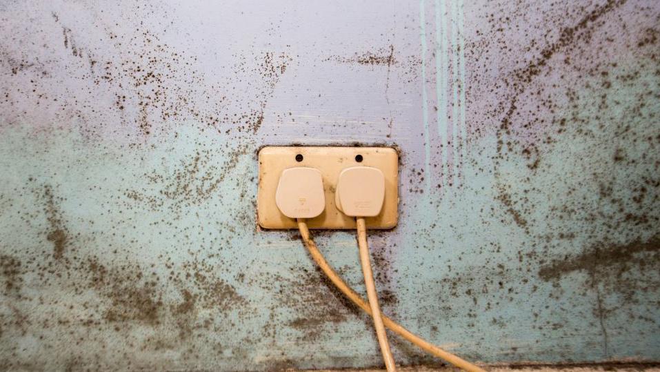 Plug socket on a purple and blue painted wall with mould.