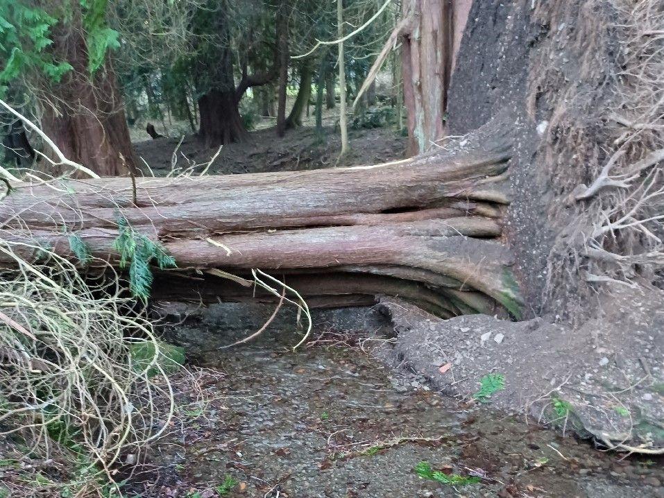 A tree trunk lies horizontal on the forest floor, with its roots visible on the right hand side. 