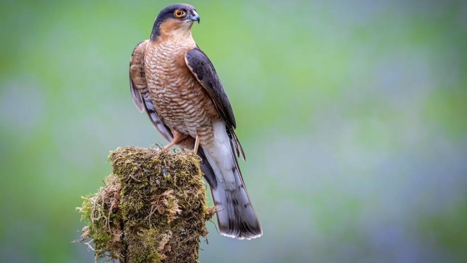 A sparrowhawk sat on a tree 