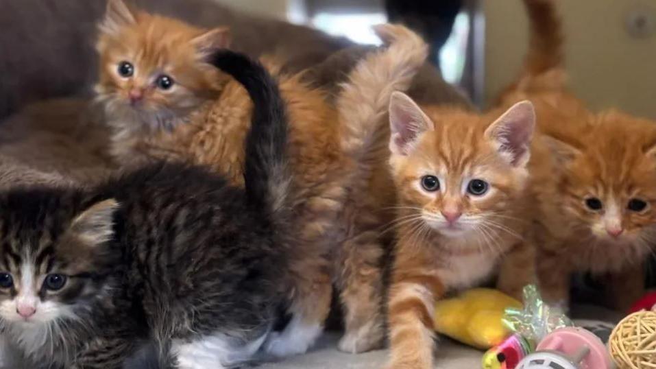 Four kittens, three ginger and one tabby, are looking out of frame after being rescued