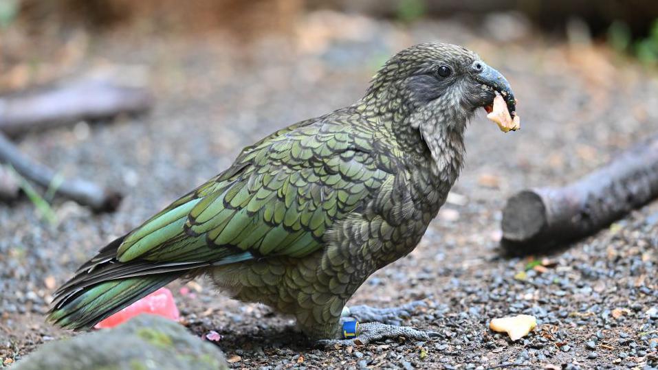 A kea receives a Christmas treat at Orana Wildlife Park on the outskirts of Christchurch, New Zealand