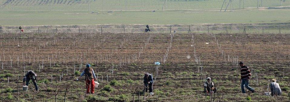 Moldovan workers work on a field next to Comrat, the main city of the Gagauzia region on April 8, 2014