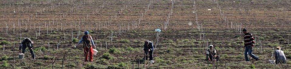 Moldovan workers work on a field next to Comrat, the main city of the Gagauzia region on April 8, 2014