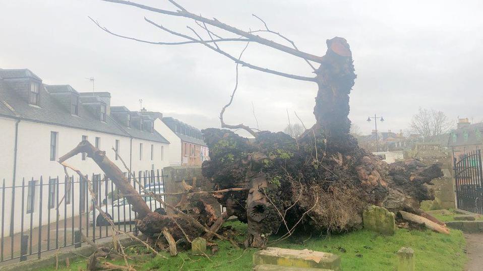 Beauly Elm