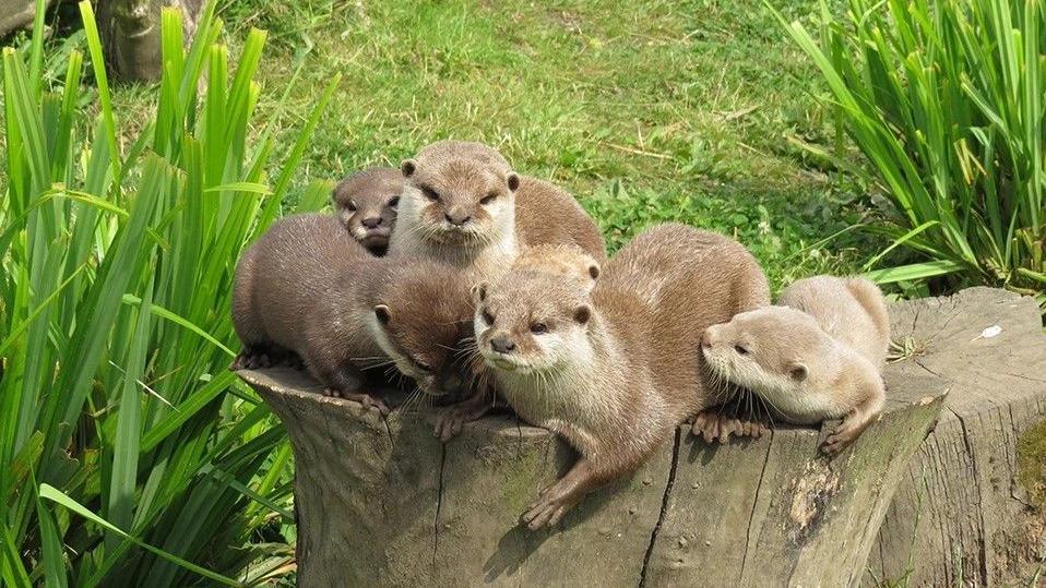 Mimi, second from left, is resting on a tree stump, surrounded by five other otters from her family. She is looking directly into the camera.