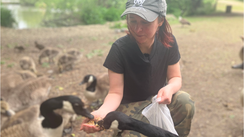 Marta can be seen crouching with a handful of birdseed next to Ladygrove Lake, two Canada Geese are eating the birdseed from her hand.