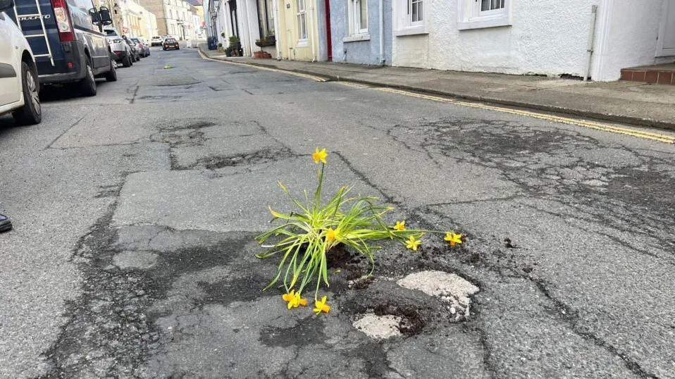About half a dozen yellow and green daffodils sit in a pothole of a grey tarmacked road.