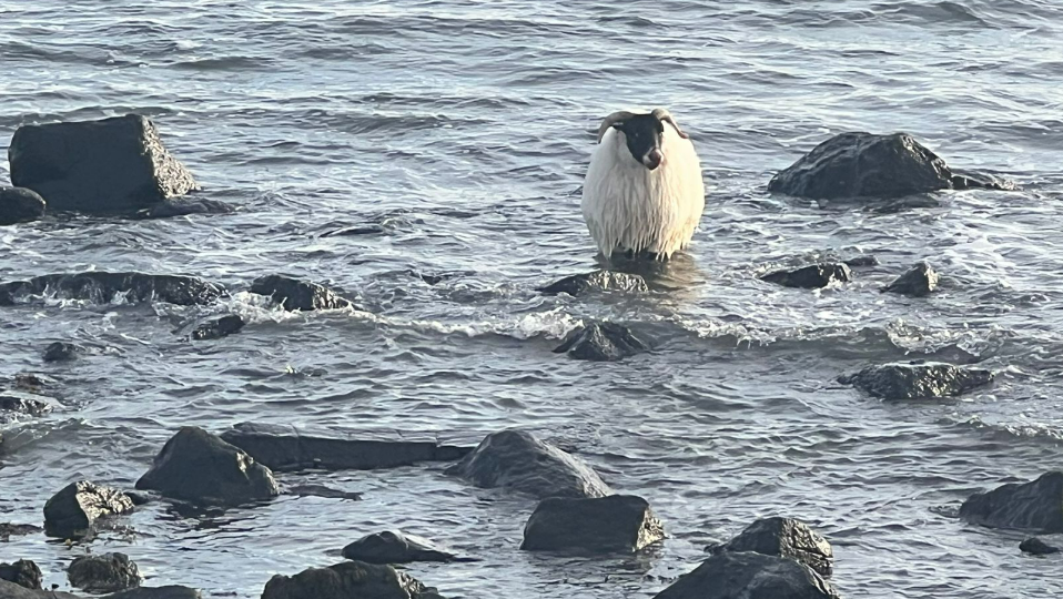 A sheep is standing in about a foot of water surrounded by rocks.