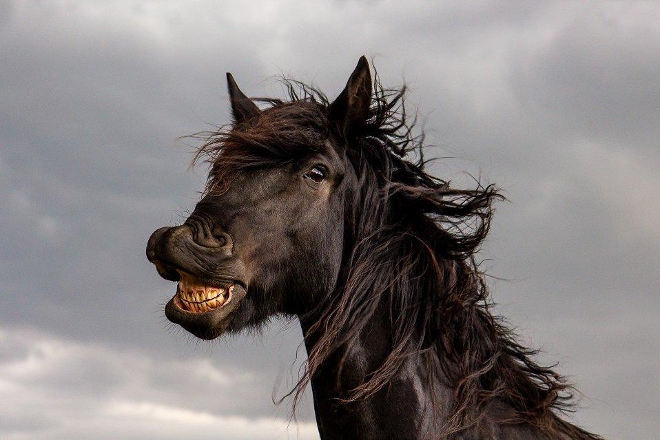 smiling horse