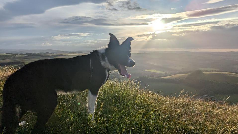 Collie dog Jock on Black Hill