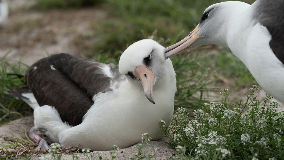 A pair of Laysan albatrosses. 