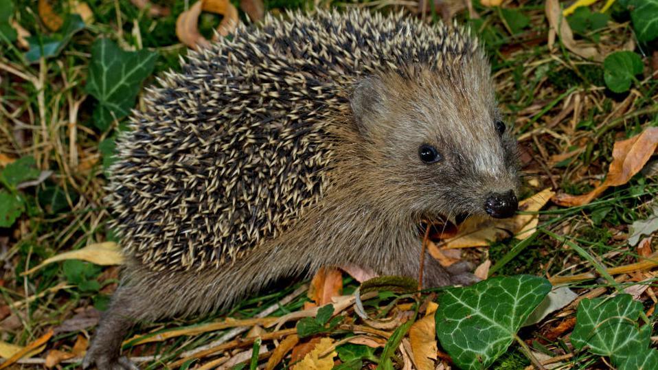 stock image of a hedgehog