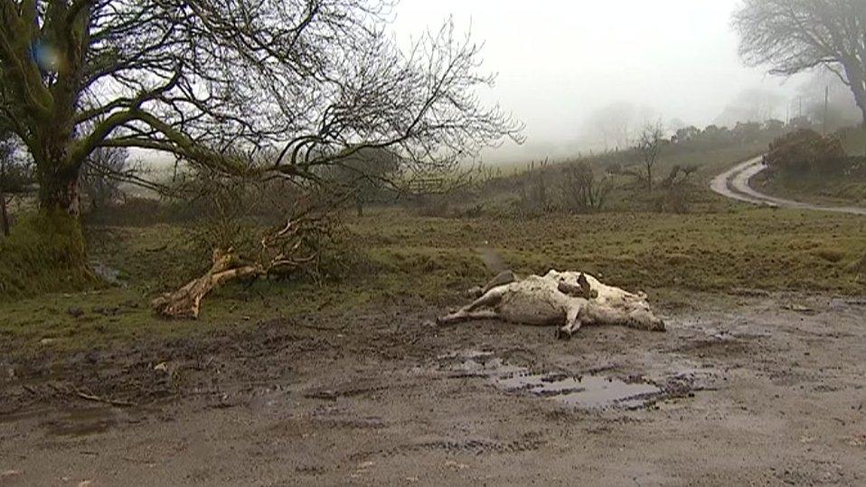 Dead pony on Bodmin Moor