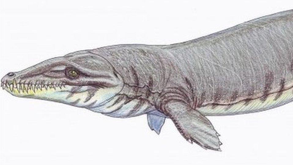 Artists impression of a Dakosaurus maximus