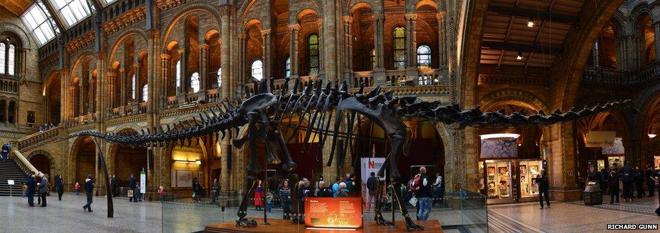 Dippy the dinosaur in the museum foyer