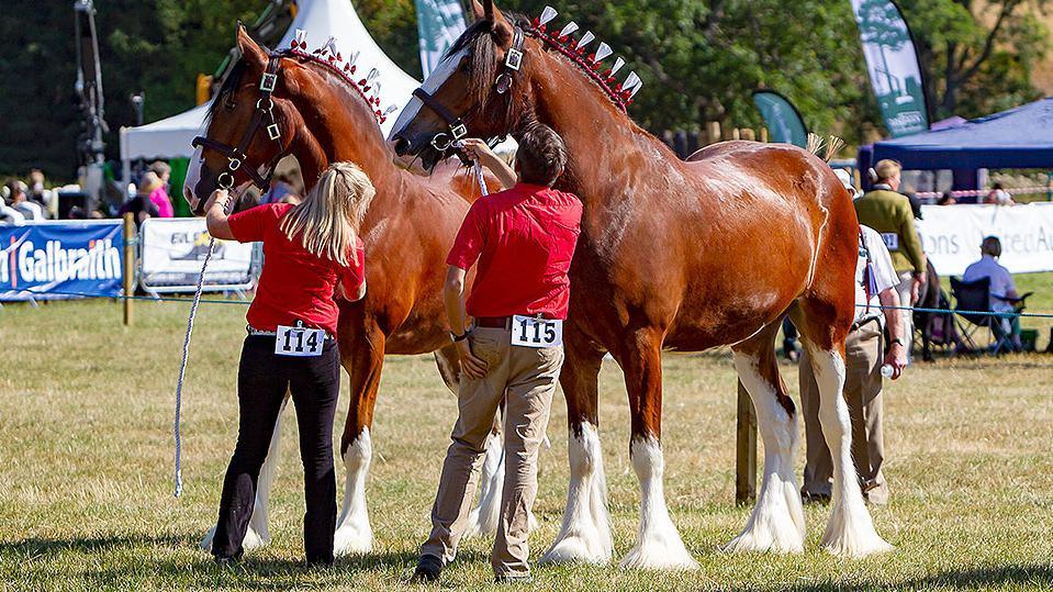 Horses