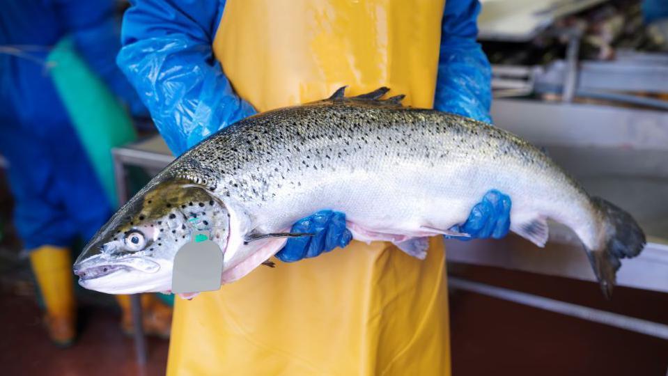 Farmed salmon