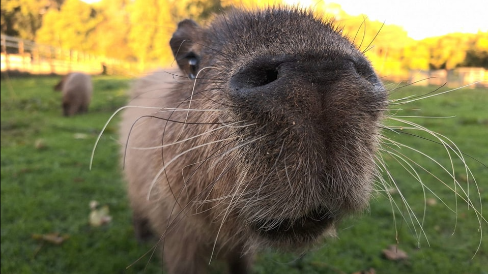 Cinnamon is very close to the camera with her nose being very visible. She is in a field with her family at the zoo.