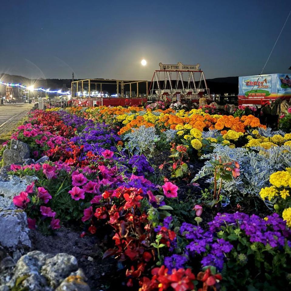 Colourful display of flowers under lights at night-time in Millport