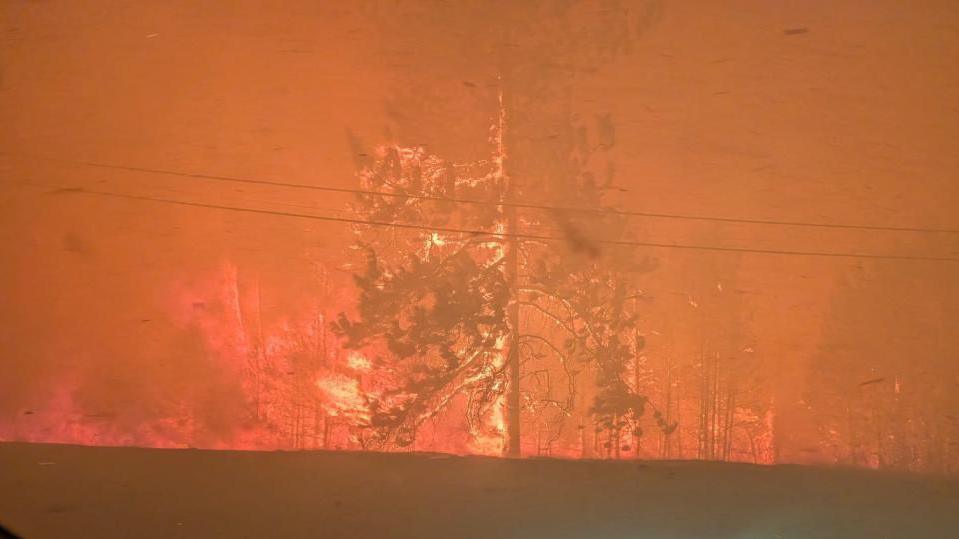 a tree in a forest on fire as red smoke surrounds it