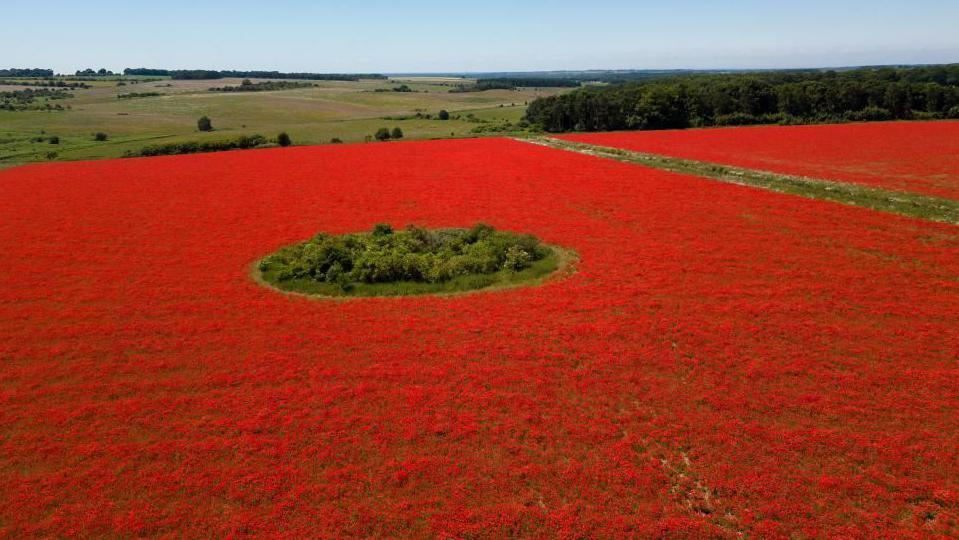 A field covered in red poppies, with a small patch of green foliage in the centre in a circle shape. 