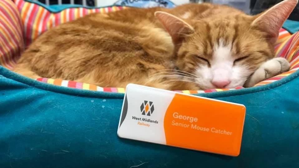 A ginger and white cat sleeps in a blue bed. In the foreground is a West Midlands Railway badge that says George, Senior Mouse Catcher