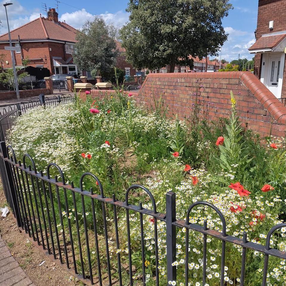 A patch of wild flowers on a small piece of land between black railings, which sweep around to the right, and a brick wall at a street corner, with houses of a mid-20th Century style in the background.