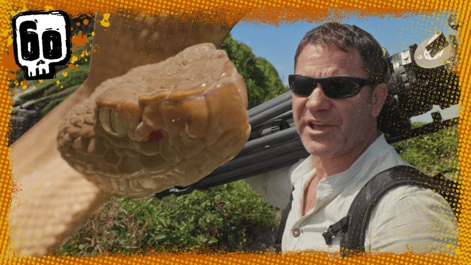 Steve is on a tropical island next to a golden snake