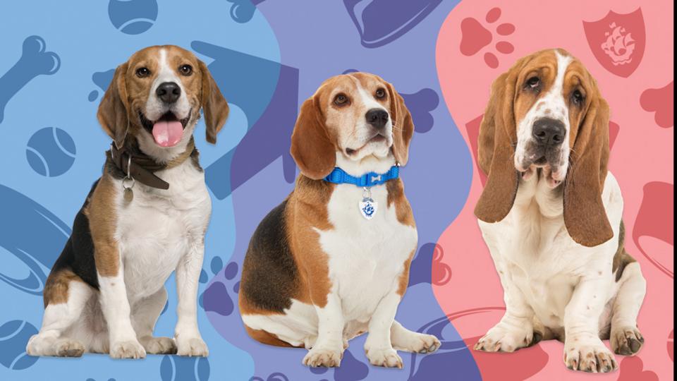 A beagle, Henry the Blue Peter dog and a basset hound