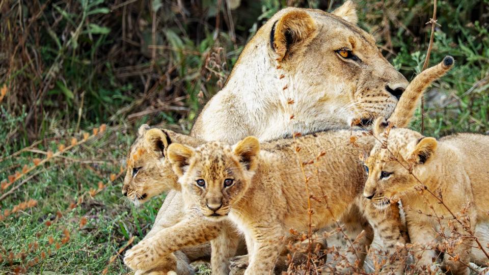 Two young hyena pups.