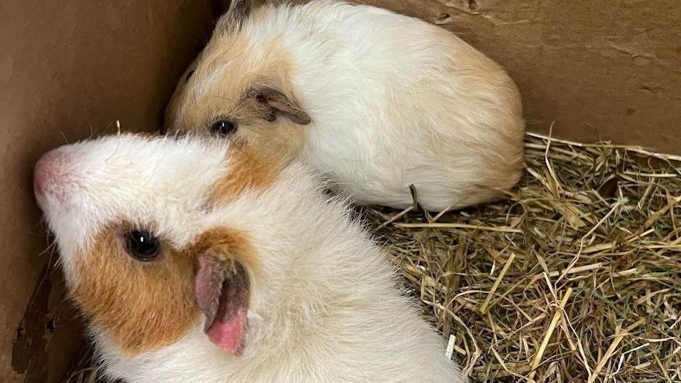 Guinea pigs