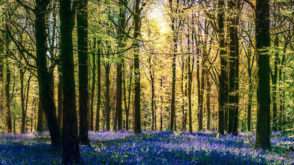 Trees in spring with bluebells carpeting the forest floor