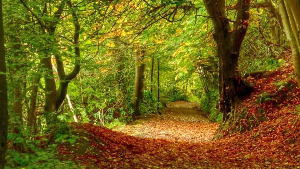 Autumn leaves in Motherwell on the Barons Haugh