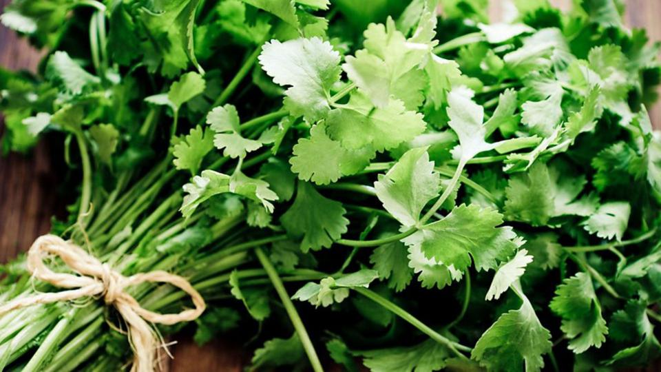 A bunch of coriander is tied up with a brown string.