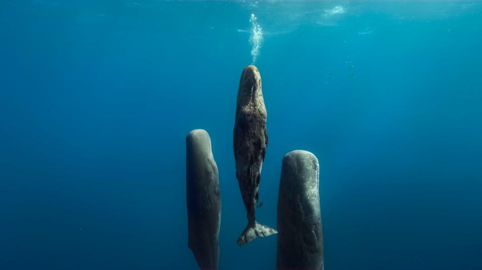 three whales coming up to the surface of a vast ocean