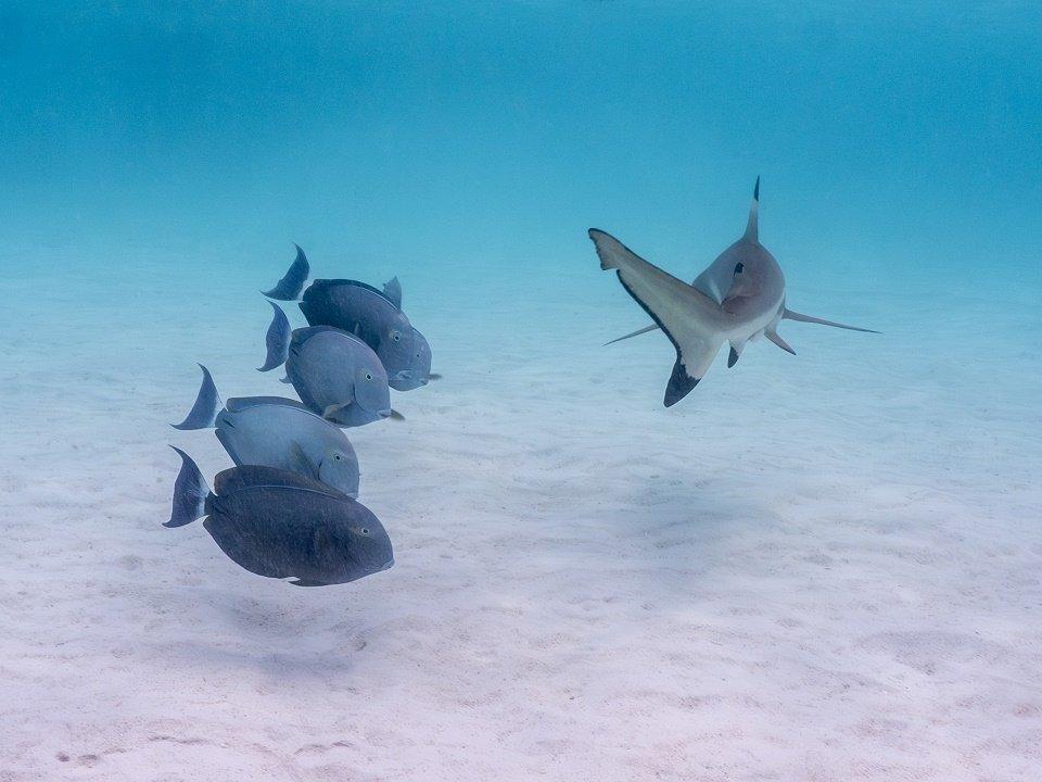 Surgeonfish-and-black-tip-reef-shark.