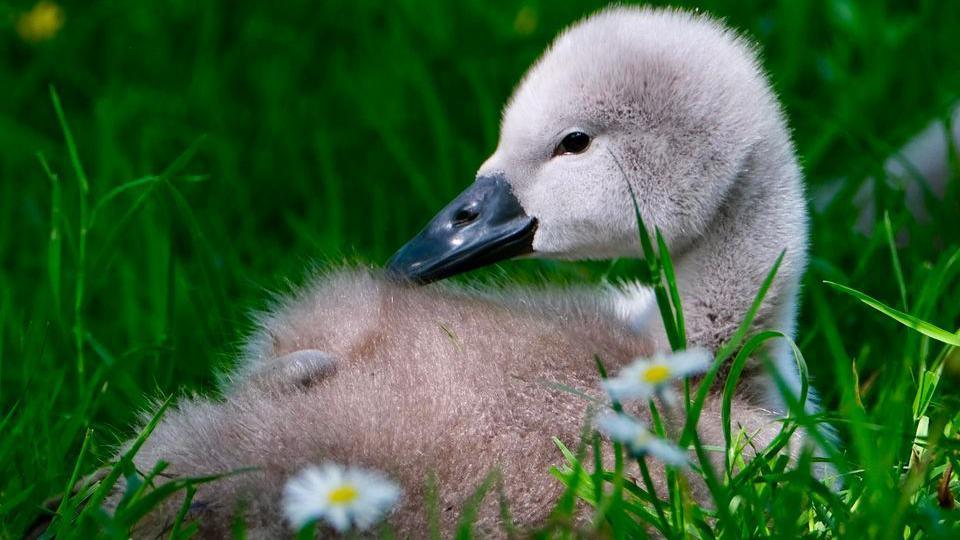 A heron chick bird in a field 